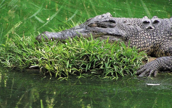 Иллюстрация к книге — Песни драконов. Любовь и приключения в мире крокодилов и прочих динозавровых родственников [i_139.jpg]