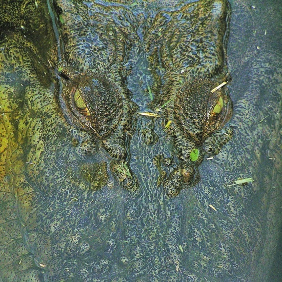 Иллюстрация к книге — Песни драконов. Любовь и приключения в мире крокодилов и прочих динозавровых родственников [i_140.jpg]