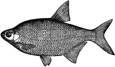 Иллюстрация к книге — Рыбалка. На мормышку без насадки [_28.jpg]