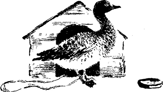 Иллюстрация к книге — Город и лес у моря [i_014.jpg]