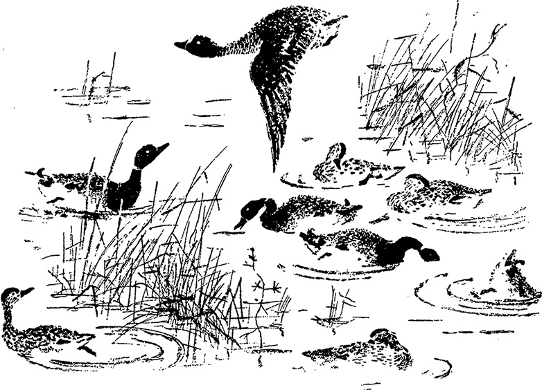 Иллюстрация к книге — Город и лес у моря [i_016.jpg]