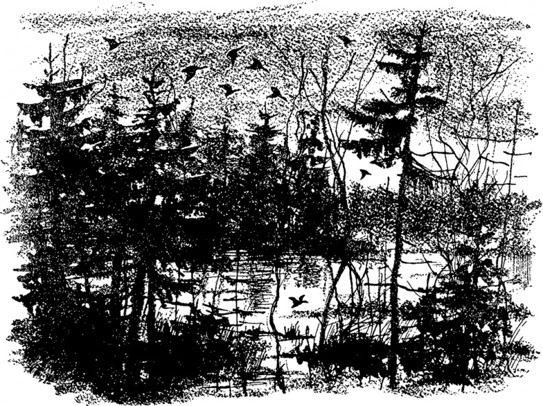 Иллюстрация к книге — Город и лес у моря [i_018.jpg]