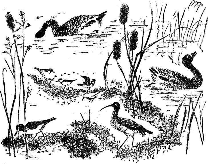 Иллюстрация к книге — Город и лес у моря [i_027.jpg]