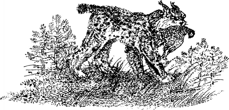 Иллюстрация к книге — Город и лес у моря [i_030.jpg]