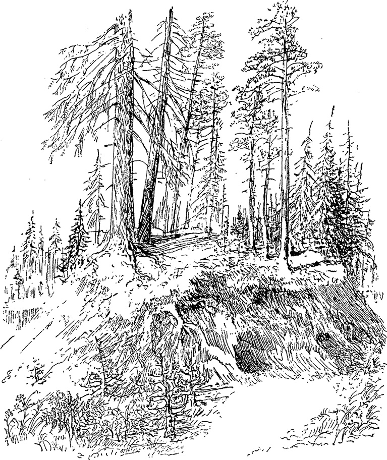 Иллюстрация к книге — Город и лес у моря [i_031.jpg]