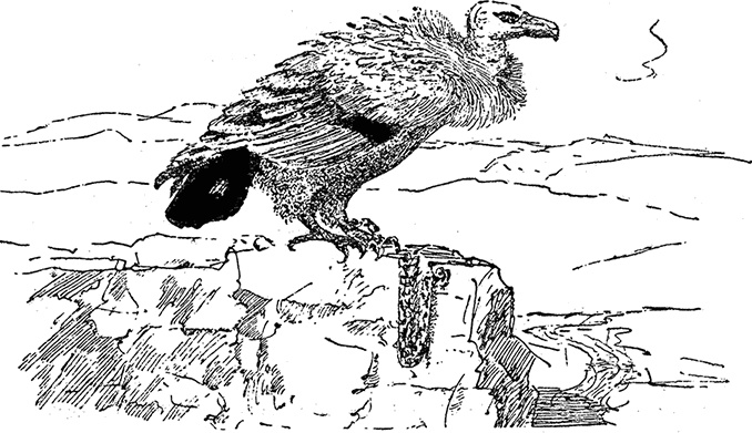 Иллюстрация к книге — Город и лес у моря [i_032.jpg]