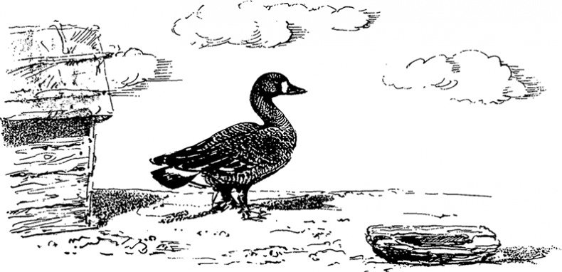 Иллюстрация к книге — Город и лес у моря [i_033.jpg]