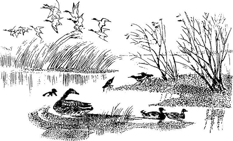 Иллюстрация к книге — Город и лес у моря [i_034.jpg]