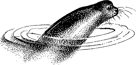 Иллюстрация к книге — Город и лес у моря [i_045.jpg]