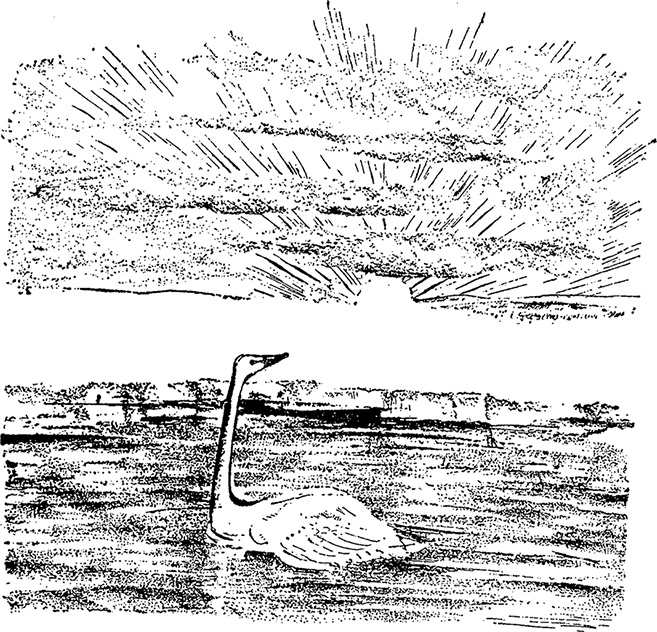 Иллюстрация к книге — Город и лес у моря [i_047.jpg]