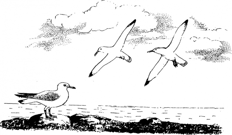 Иллюстрация к книге — Город и лес у моря [i_049.jpg]