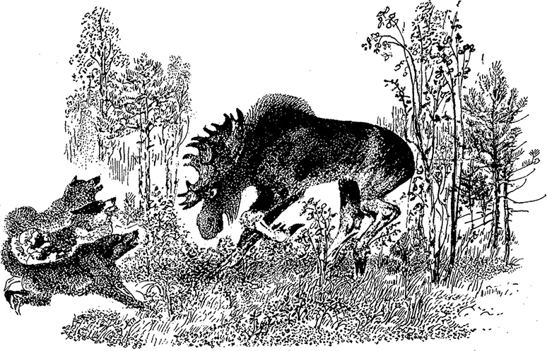 Иллюстрация к книге — Город и лес у моря [i_050.jpg]