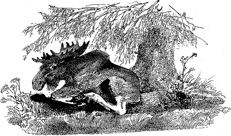 Иллюстрация к книге — Город и лес у моря [i_052.jpg]