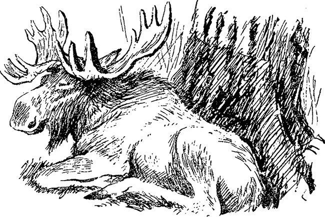 Иллюстрация к книге — Город и лес у моря [i_054.jpg]