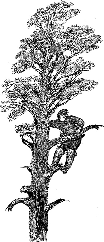 Иллюстрация к книге — Город и лес у моря [i_055.jpg]