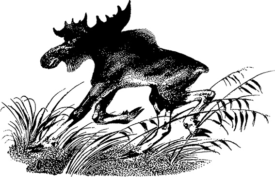 Иллюстрация к книге — Город и лес у моря [i_057.jpg]