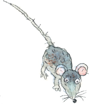 Иллюстрация к книге — Шамайка – королева кошек [i_005.jpg]