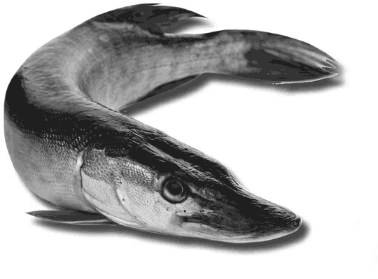 Иллюстрация к книге — 500 советов рыболову [i_039.jpg]