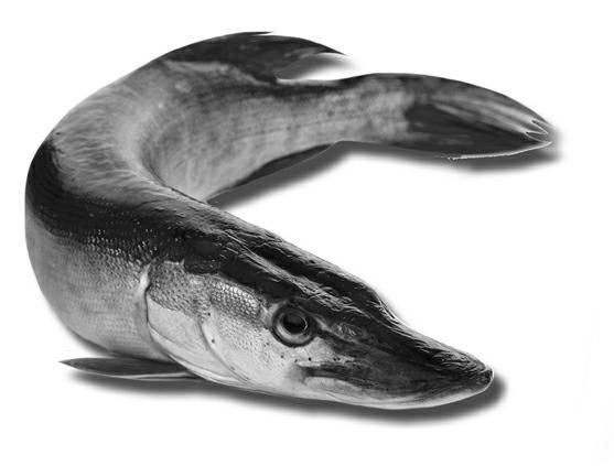 Иллюстрация к книге — 500 советов рыболову [i_067.jpg]