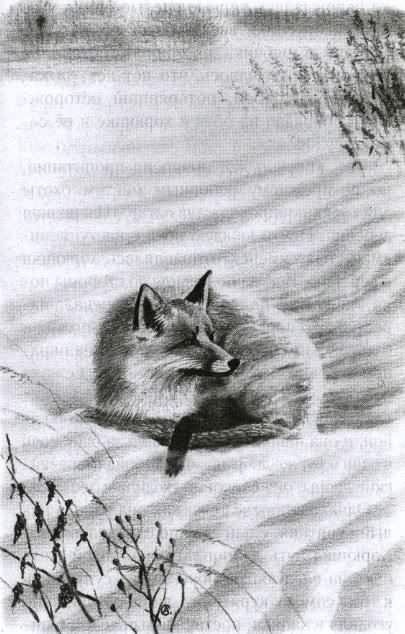 Иллюстрация к книге — Хорюшка [_008.jpg]