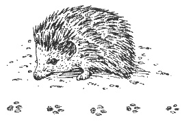 Иллюстрация к книге — Хорюшка [_012.jpg]