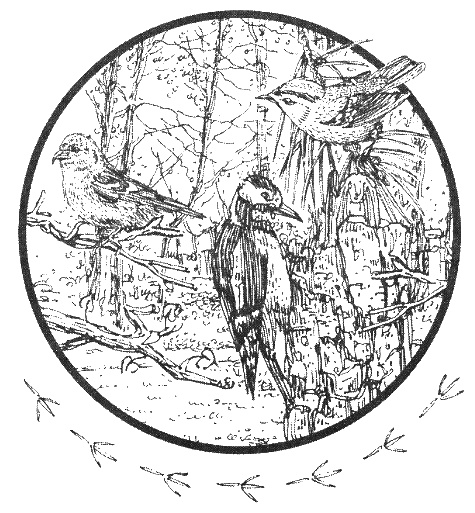 Иллюстрация к книге — Хорюшка [_016.jpg]