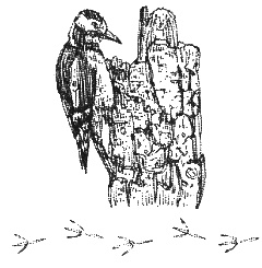 Иллюстрация к книге — Хорюшка [_020.jpg]