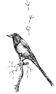 Иллюстрация к книге — Хорюшка [_026.jpg]