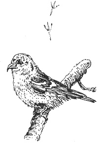 Иллюстрация к книге — Хорюшка [_030.jpg]