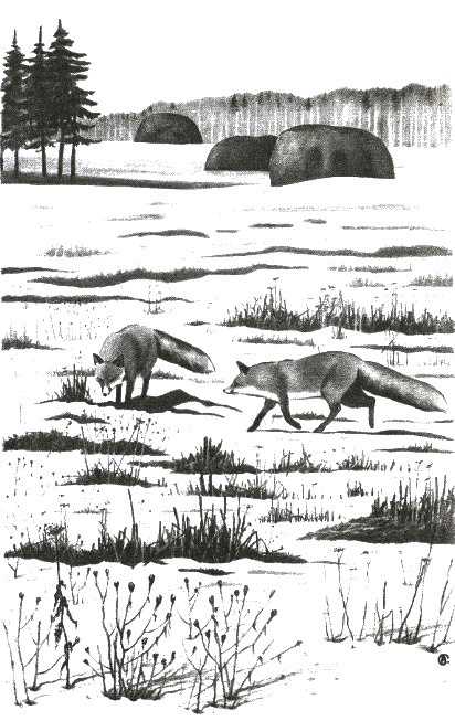 Иллюстрация к книге — Хорюшка [_031.jpg]