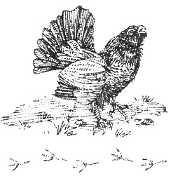 Иллюстрация к книге — Хорюшка [_032.jpg]