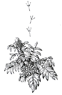 Иллюстрация к книге — Хорюшка [_044.jpg]