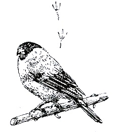 Иллюстрация к книге — Хорюшка [_048.jpg]