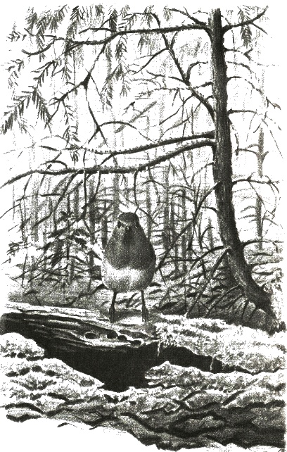 Иллюстрация к книге — Хорюшка [_051.jpg]