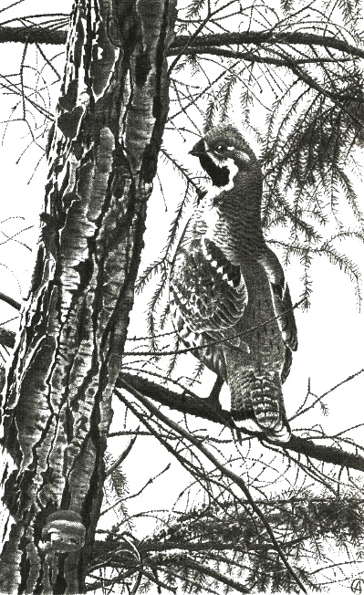 Иллюстрация к книге — Хорюшка [_053.jpg]