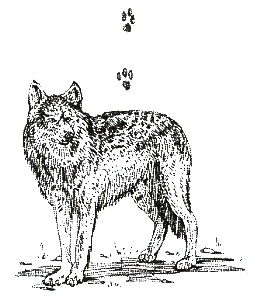 Иллюстрация к книге — Хорюшка [_054.jpg]