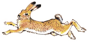 Иллюстрация к книге — Лесные сказки [i_012.jpg]