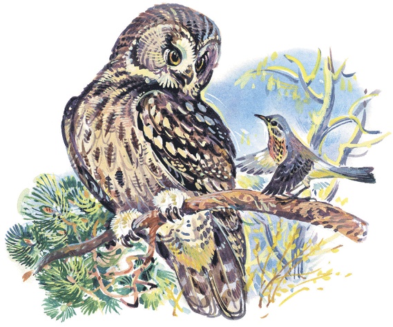 Иллюстрация к книге — Лесные сказки [i_015.jpg]