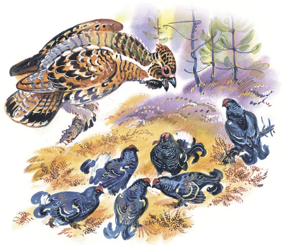 Иллюстрация к книге — Лесные сказки [i_016.jpg]