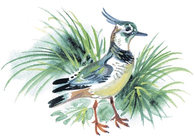 Иллюстрация к книге — Лесные сказки [i_021.jpg]