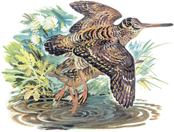 Иллюстрация к книге — Лесные сказки [i_022.jpg]