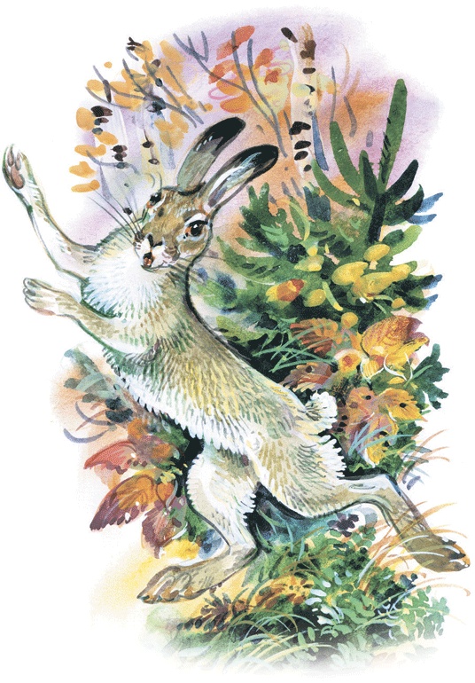 Иллюстрация к книге — Лесные сказки [i_026.jpg]