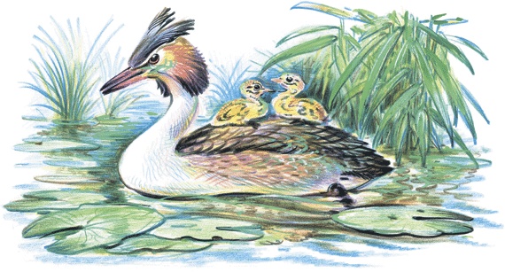 Иллюстрация к книге — Лесные сказки [i_032.jpg]