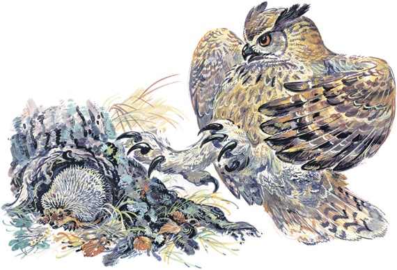 Иллюстрация к книге — Лесные сказки [i_036.jpg]