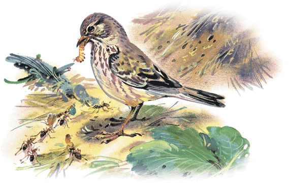 Иллюстрация к книге — Лесные сказки [i_041.jpg]