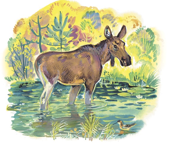 Иллюстрация к книге — Лесные сказки [i_042.jpg]