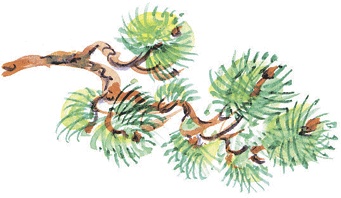 Иллюстрация к книге — Лесные сказки [i_044.jpg]