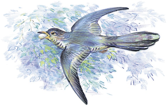 Иллюстрация к книге — Лесные сказки [i_046.jpg]