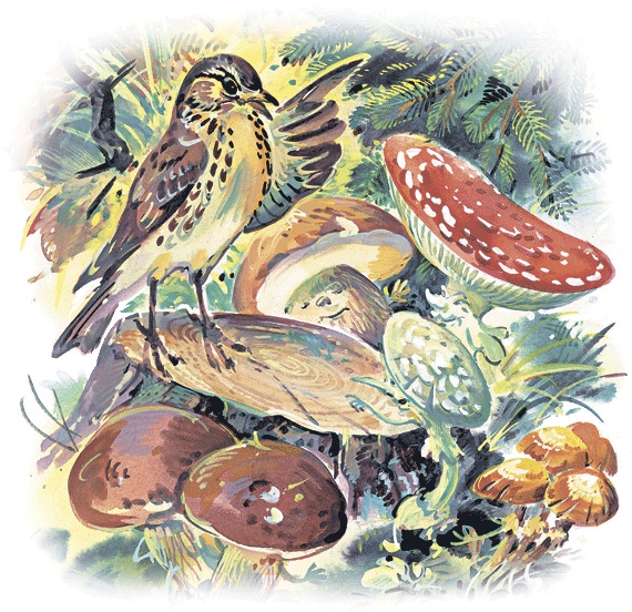 Иллюстрация к книге — Лесные сказки [i_047.jpg]