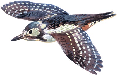 Иллюстрация к книге — Лесные сказки [i_052.jpg]